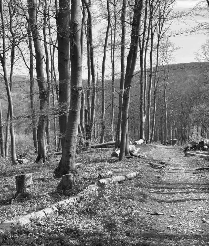 Hermannsweg - Bad Iburg