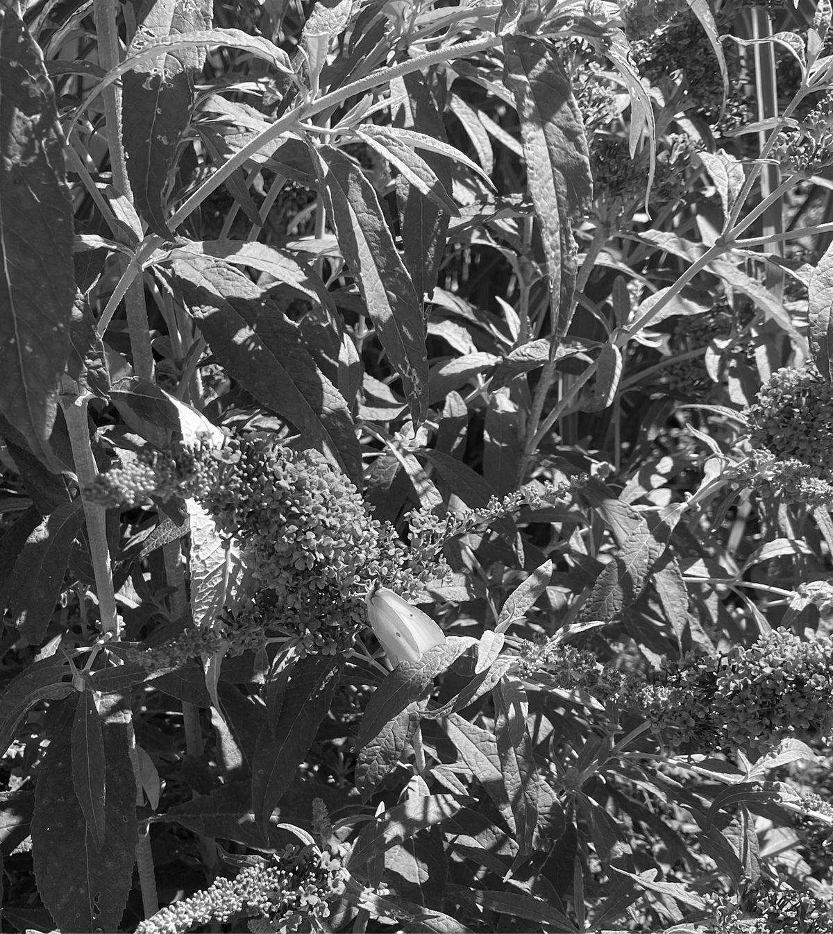 Ortasee - Norditalien