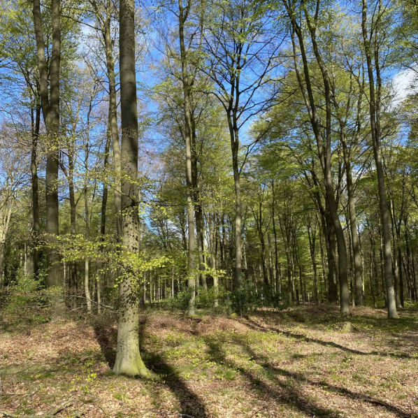 Syke - Wolfsschlucht